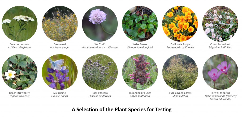 selection-of-plant-species